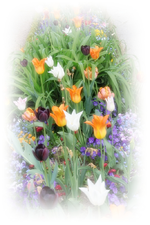 Weikersheim (14).webp