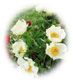 Weikersheim (16).webp
