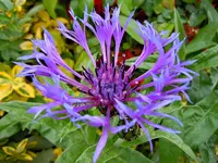 008.webp