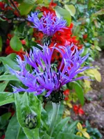 009.webp