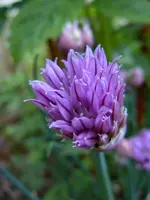 068.webp