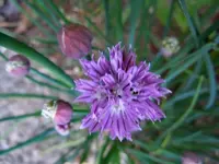 066.webp