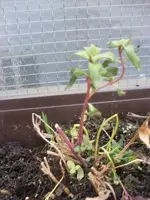 Löwenmäulchen.webp