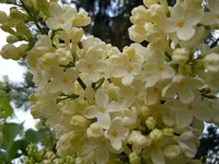 Flieder028.webp