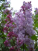 Flieder030.webp
