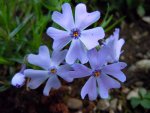 Phlox245.JPG