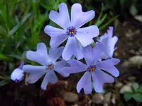 Phlox245.webp
