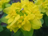 044.webp