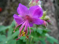 050.webp