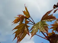 Himmel217.webp