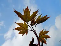 Himmel218.webp