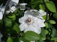 IMGP3645.webp