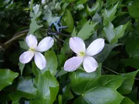 IMGP3660.webp