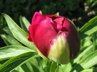 IMG_2265_1067x800.webp