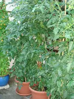DSC02053.webp