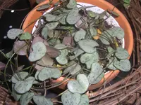 CIMG0195.webp