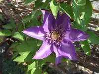 clematis.webp