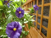 Blume 001.webp