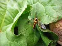 Schnake.webp