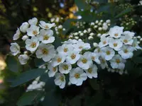 001.webp