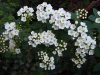004.webp