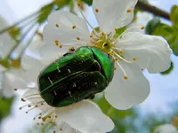 GrünerKäfer004.webp