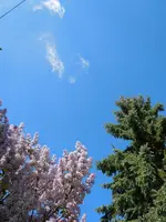 006.webp