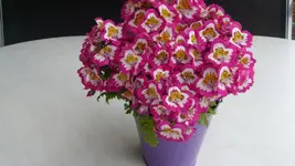 K800_002.webp