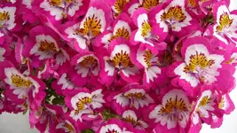 K800_001.webp