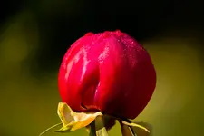 Botanische Erlangen  (26 von 215).webp