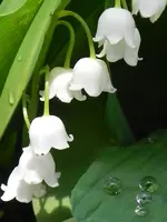 RSCN9383.webp