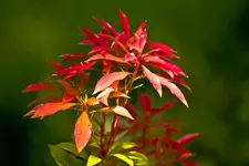 Botanische Erlangen  (176 von 215).webp