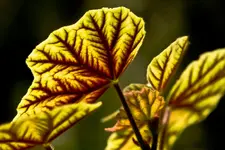 Botanische Erlangen  (155 von 215).webp