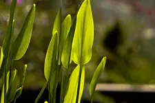 Botanische Erlangen  (129 von 215).webp