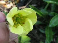 IMG_geum lionel cox_1067x800.webp