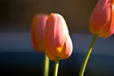 Botanische Erlangen  (1 von 215).webp