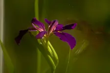 Botanische Erlangen  (19 von 215).webp