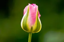 Botanische Erlangen  (43 von 215).webp