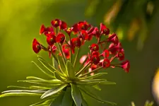 Botanische Erlangen  (52 von 215).webp