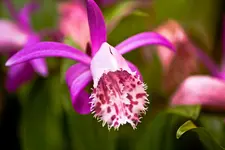 Botanische Erlangen  (112 von 215).webp