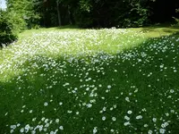 mittelfränkische Wiese 1.webp