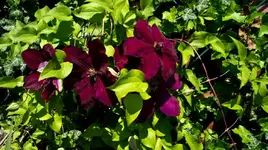 Garten 05. Mai 2011 (11 von 11).webp