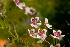 Botanische Erlangen  (23 von 215).webp