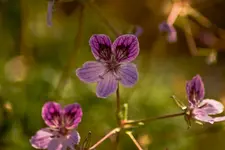Botanische Erlangen  (25 von 215).webp