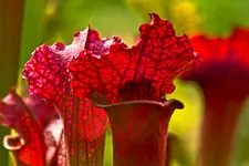 Botanische Erlangen  (79 von 215).webp