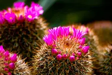 Botanische Erlangen  (84 von 215).webp