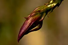 Botanische Erlangen  (103 von 215).webp