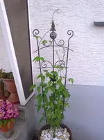 Foto0144.webp