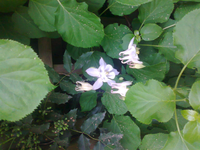 Foto0155.webp