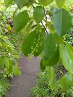 IMAG0197.webp